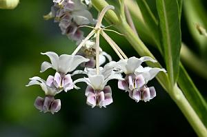 2025-08270183 Tower Hill Botanic Garden, MA